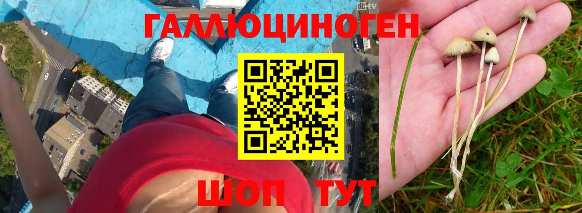 Галлюциногенные грибы Psilocybe Сарапул